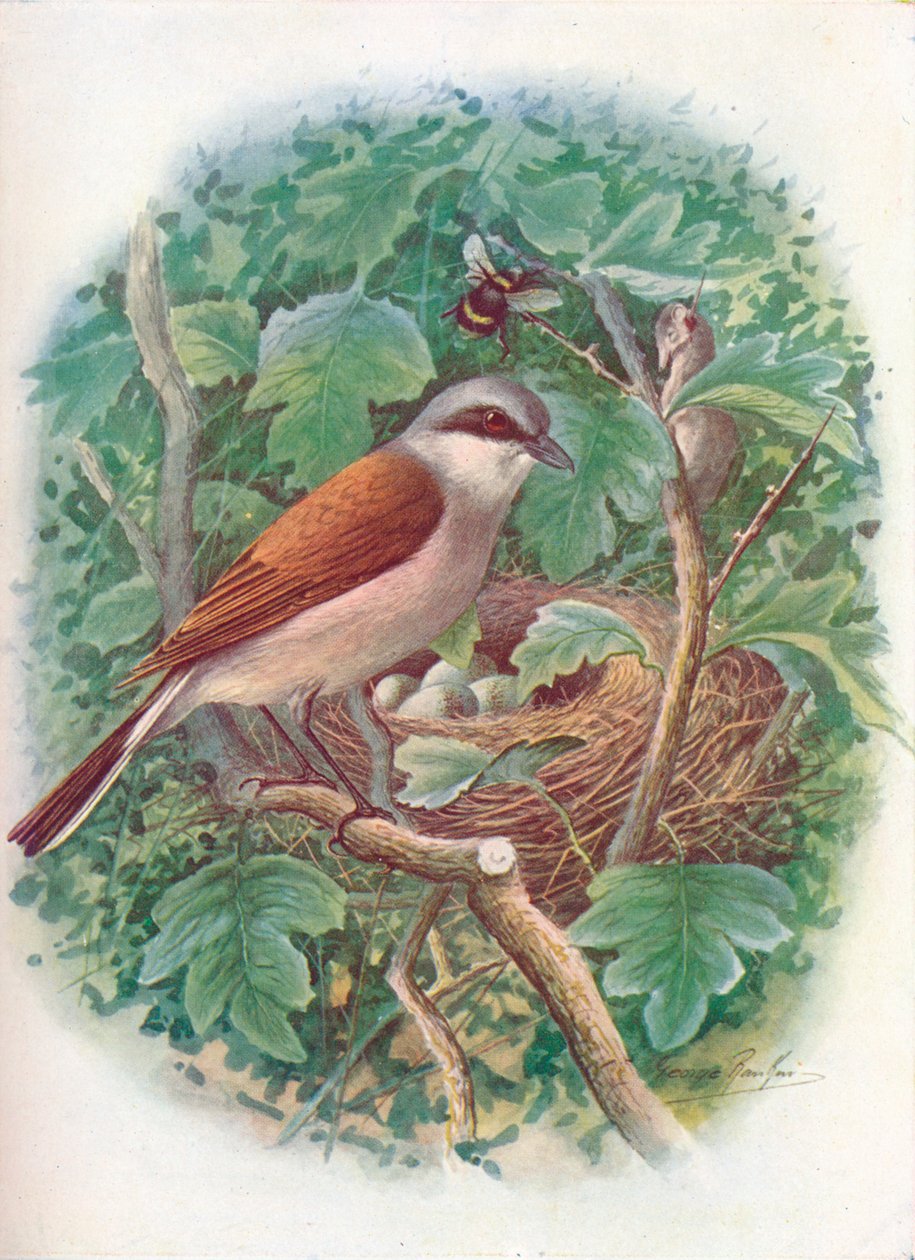 Red-Backed Shrike - Lanius collurio by George James Rankin