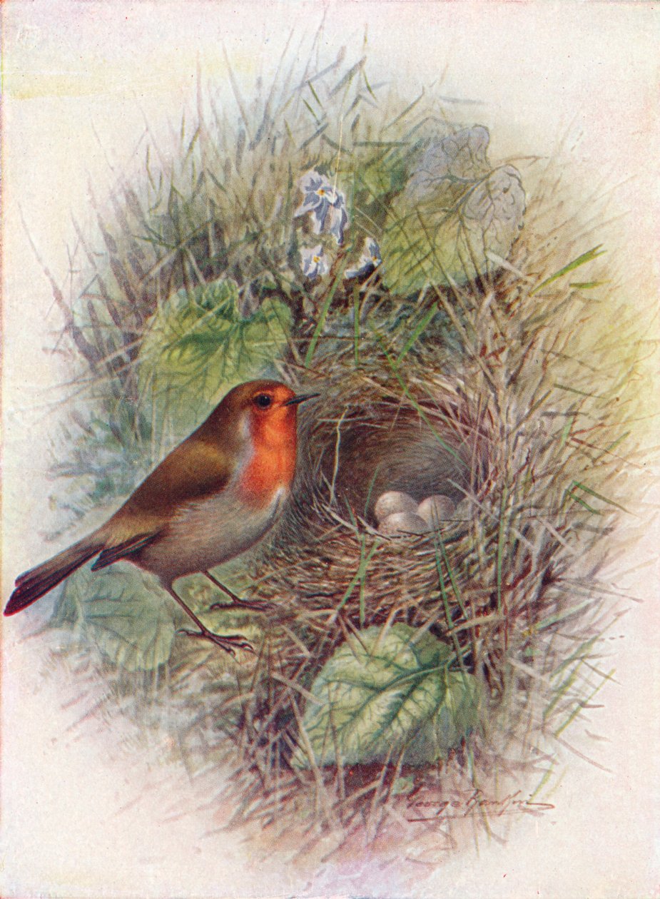 Redbreast or Robin - Erithacus Rubecula by George James Rankin