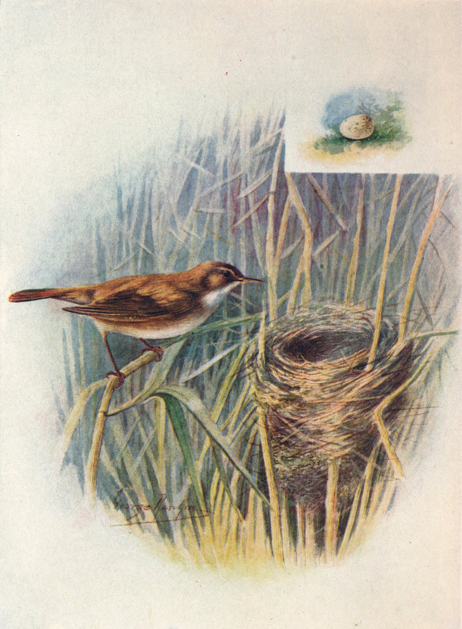 Reed-Warbler - Acrocephalus Streperus by George James Rankin