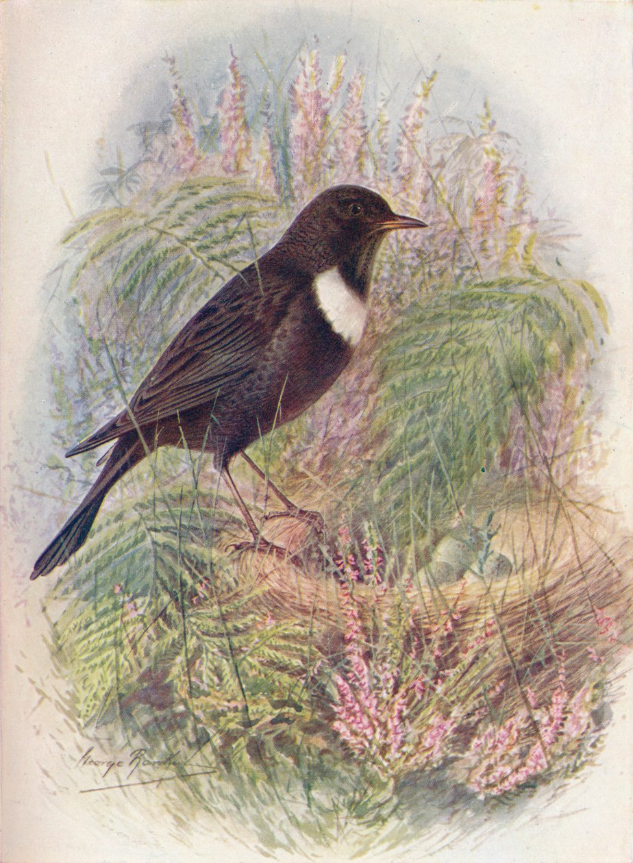 Ring-Ousel - Turdus Torquatus by George James Rankin