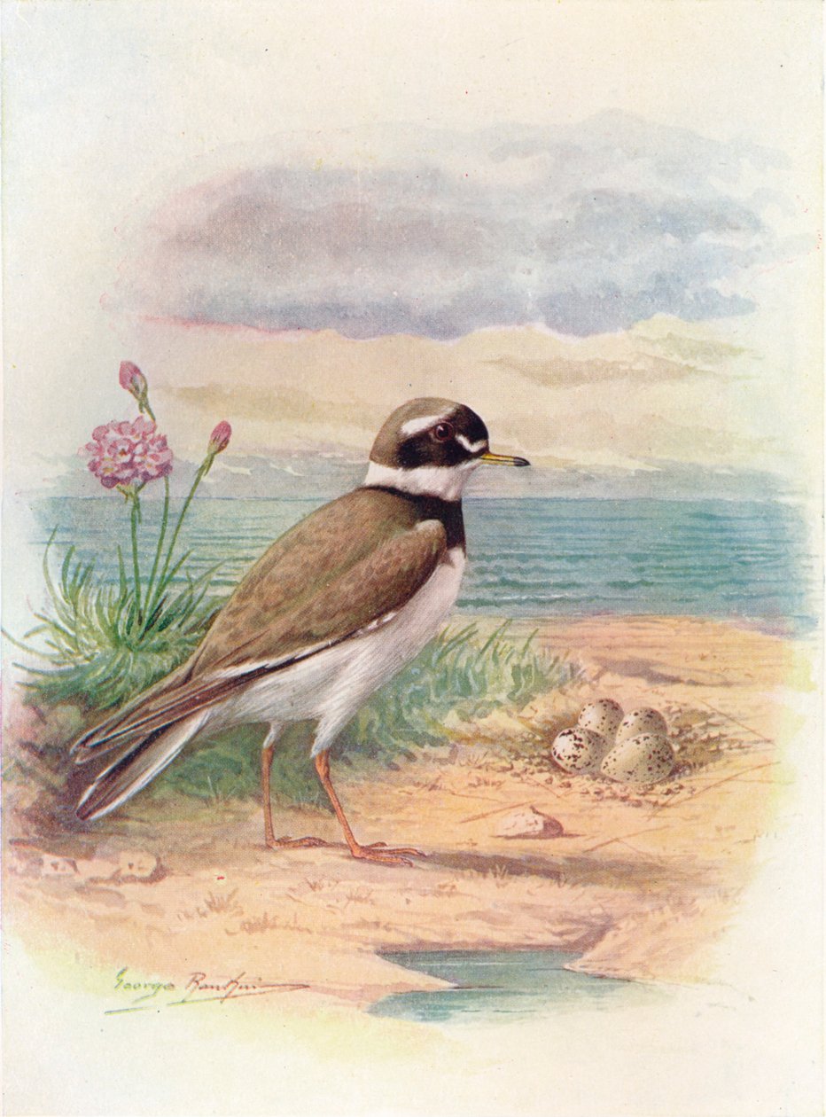 Ringed Plover - Aegialitis hiaticola, c1910 by George James Rankin