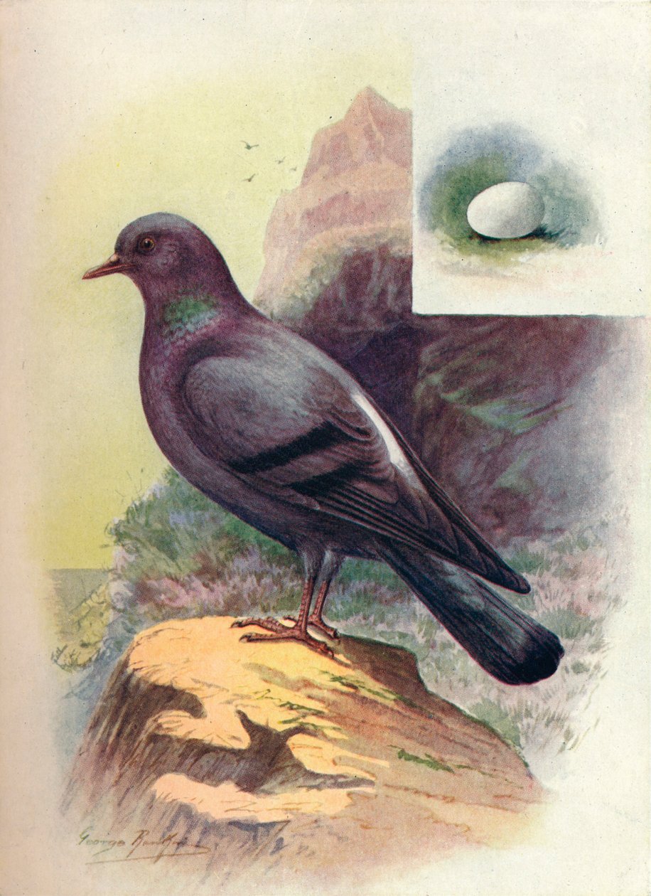 Rock-Pigeon - Columba livia, c1910 by George James Rankin