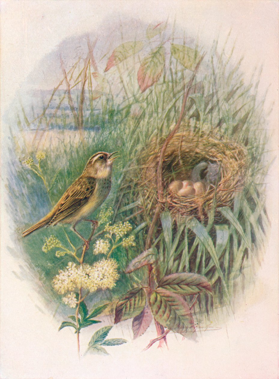 Sedge-Warbler - Acrocephalus phragmitis, c1910 by George James Rankin