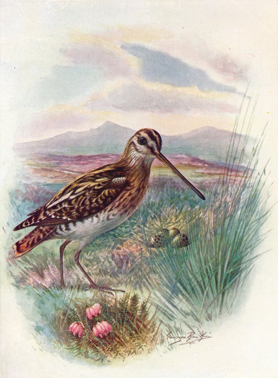 Snipe - Gallinago Coelestis by George James Rankin