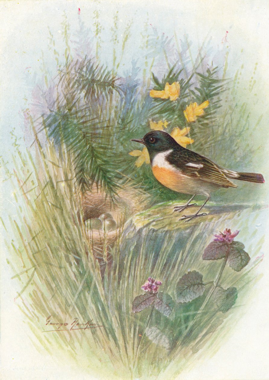 Stonechat - Pratincola rubicola by George James Rankin