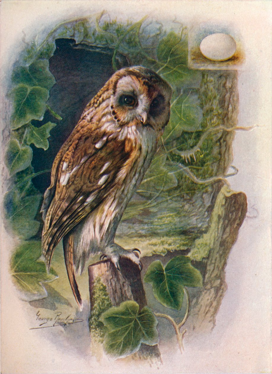 Tawny or Brown Owl - Syrnium aluco, c1910 by George James Rankin