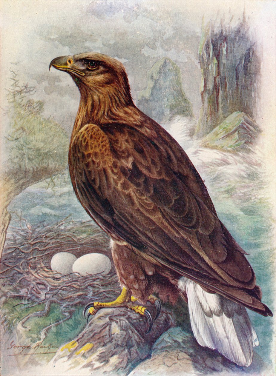 White-Tailed or Sea-Eagle - Haliaetus albicilla by George James Rankin