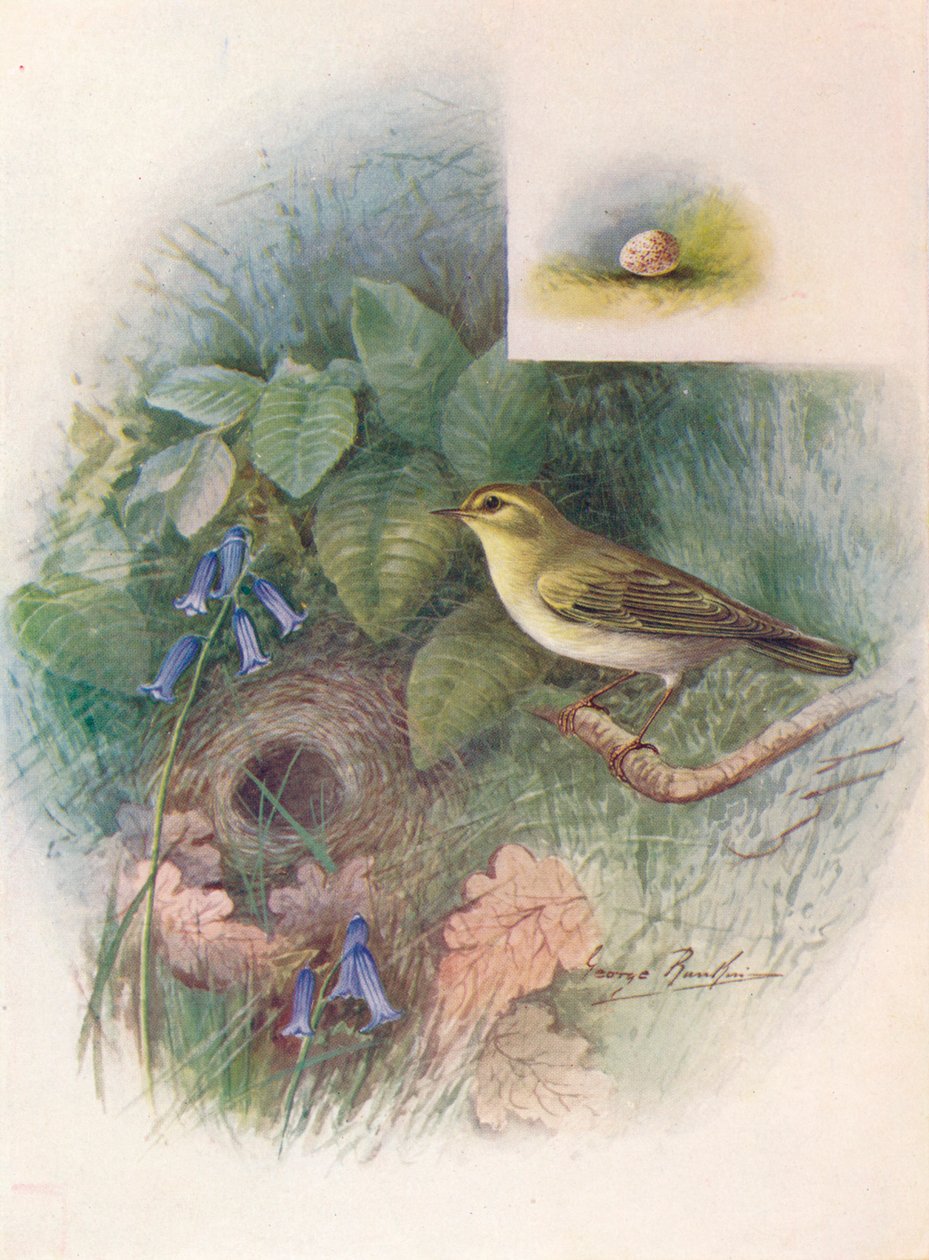 Wood-Wren - Phylloscopus sibilatrix, c1910 by George James Rankin