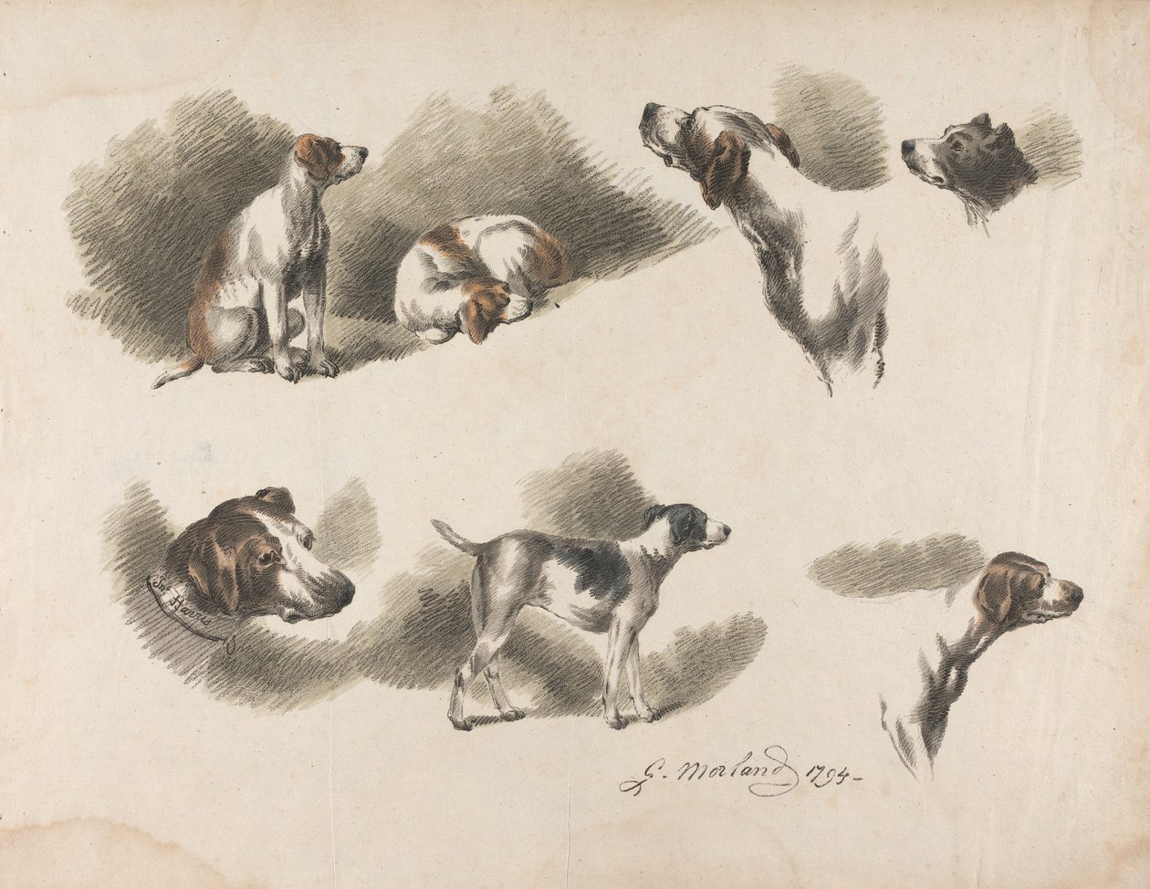 Seven Studies on Hound on One Sheet. 