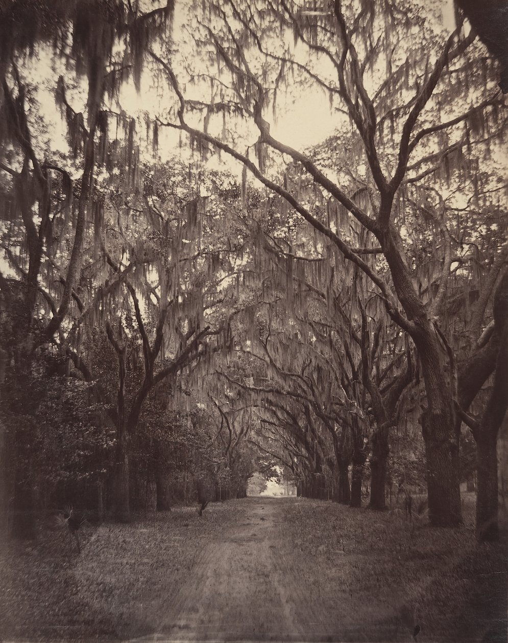Bonaventure Cemetery, Four Miles from Savannah, 1866 by George N. Barnard