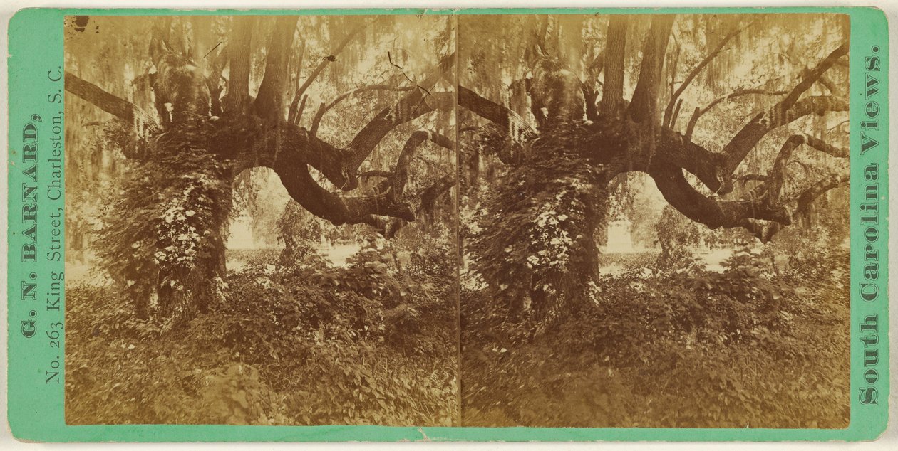 Live Oaks, Magnolia Cemetery by George N. Barnard