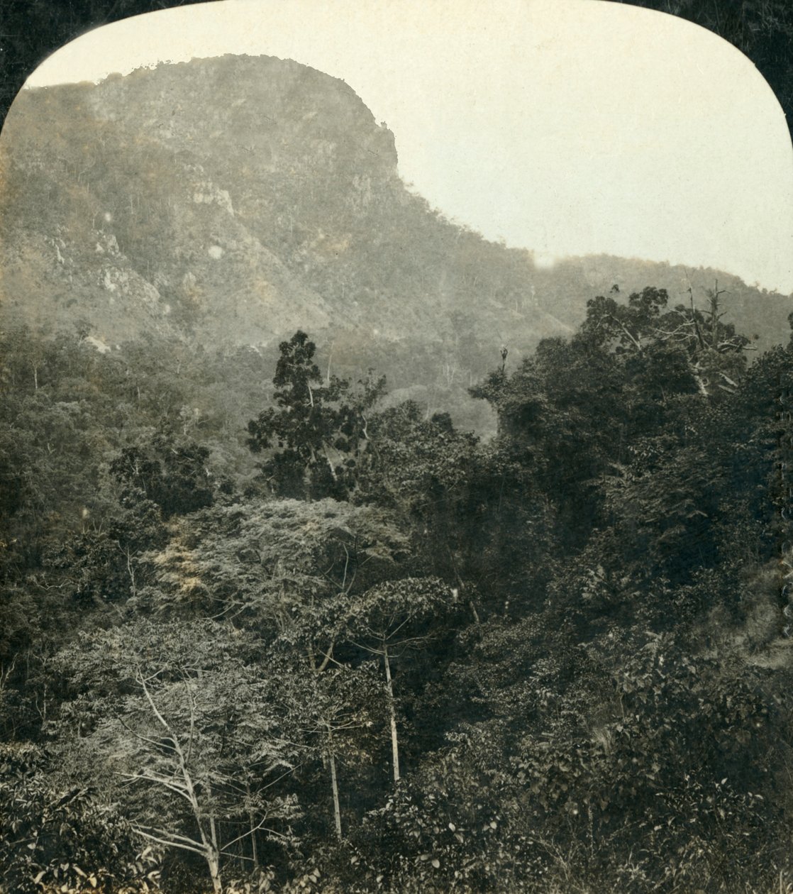 Tropical Vegetation in the Barron River Gorge, Cairns, Queensland, Australia by George Rose
