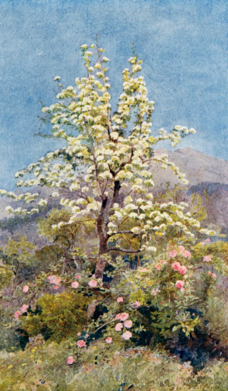 Pear-blossom, Maritime Alps by George Samuel Elgood