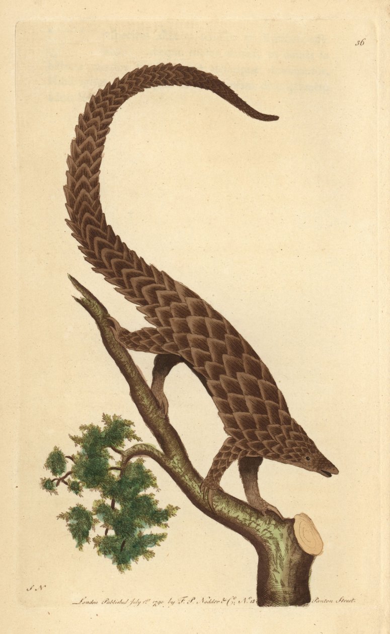 Four-toed manis, Long-tailed Pangolin or Black-bellied Pangolin, from 