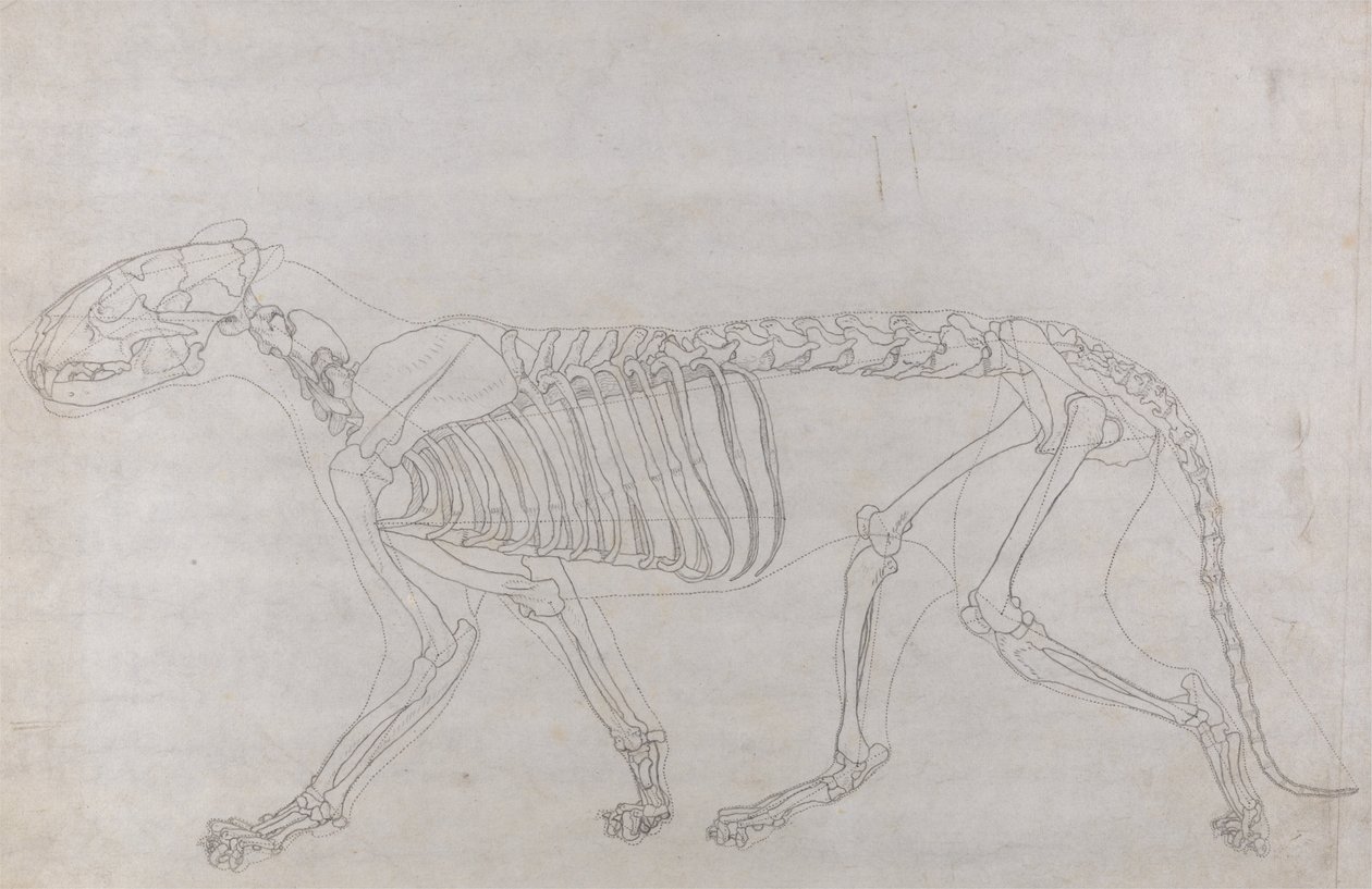 Comparative Anatomical Exposition: Tiger Skeleton, Lateral View by George Stubbs