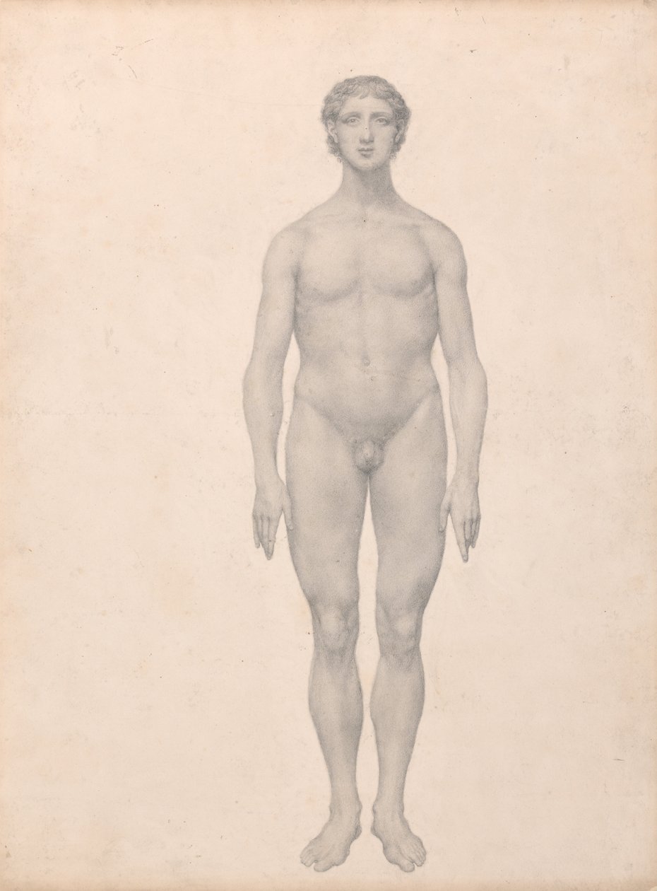 Human Figure, Anterior View by George Stubbs