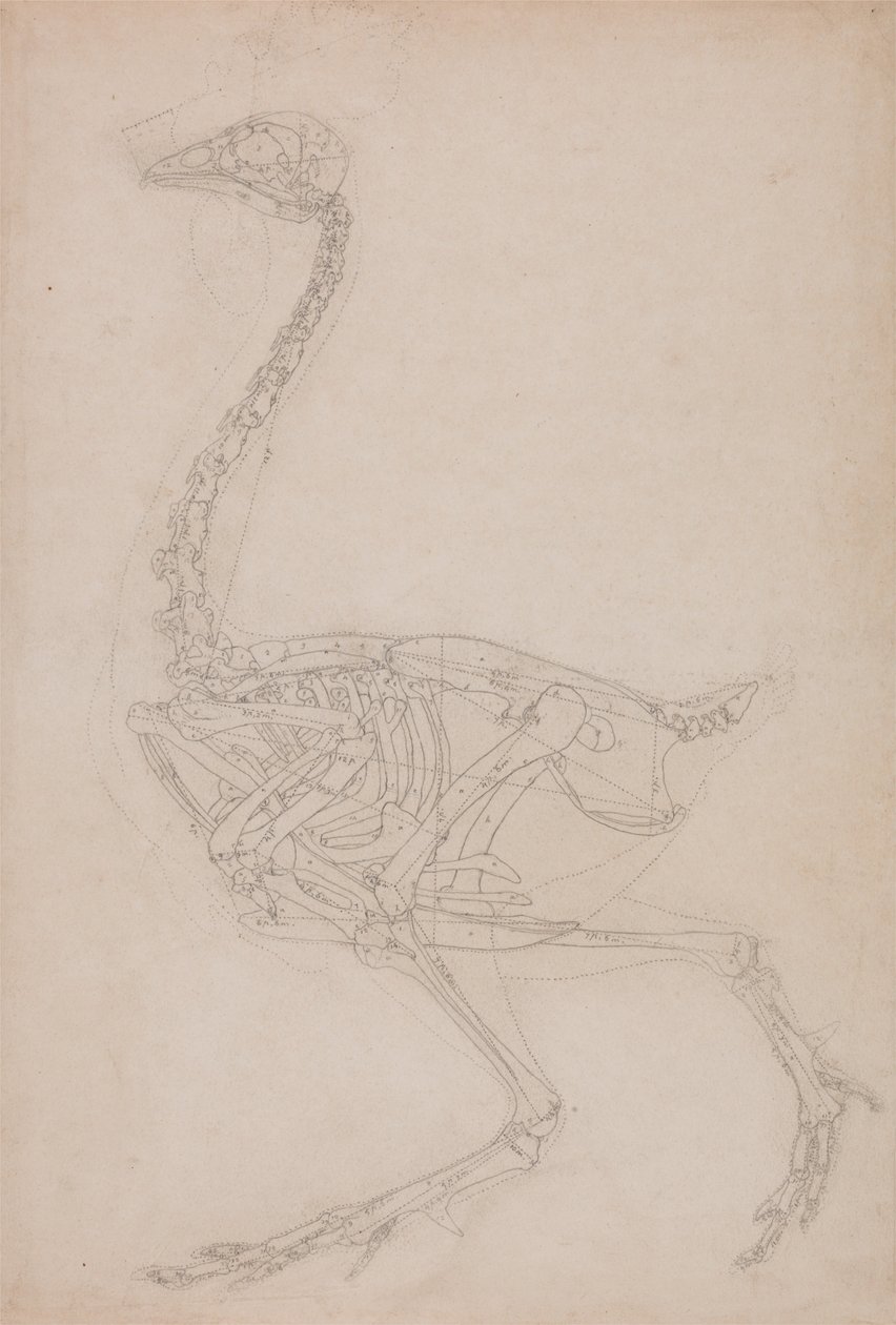 Fowl Skeleton, Lateral View by George Stubbs