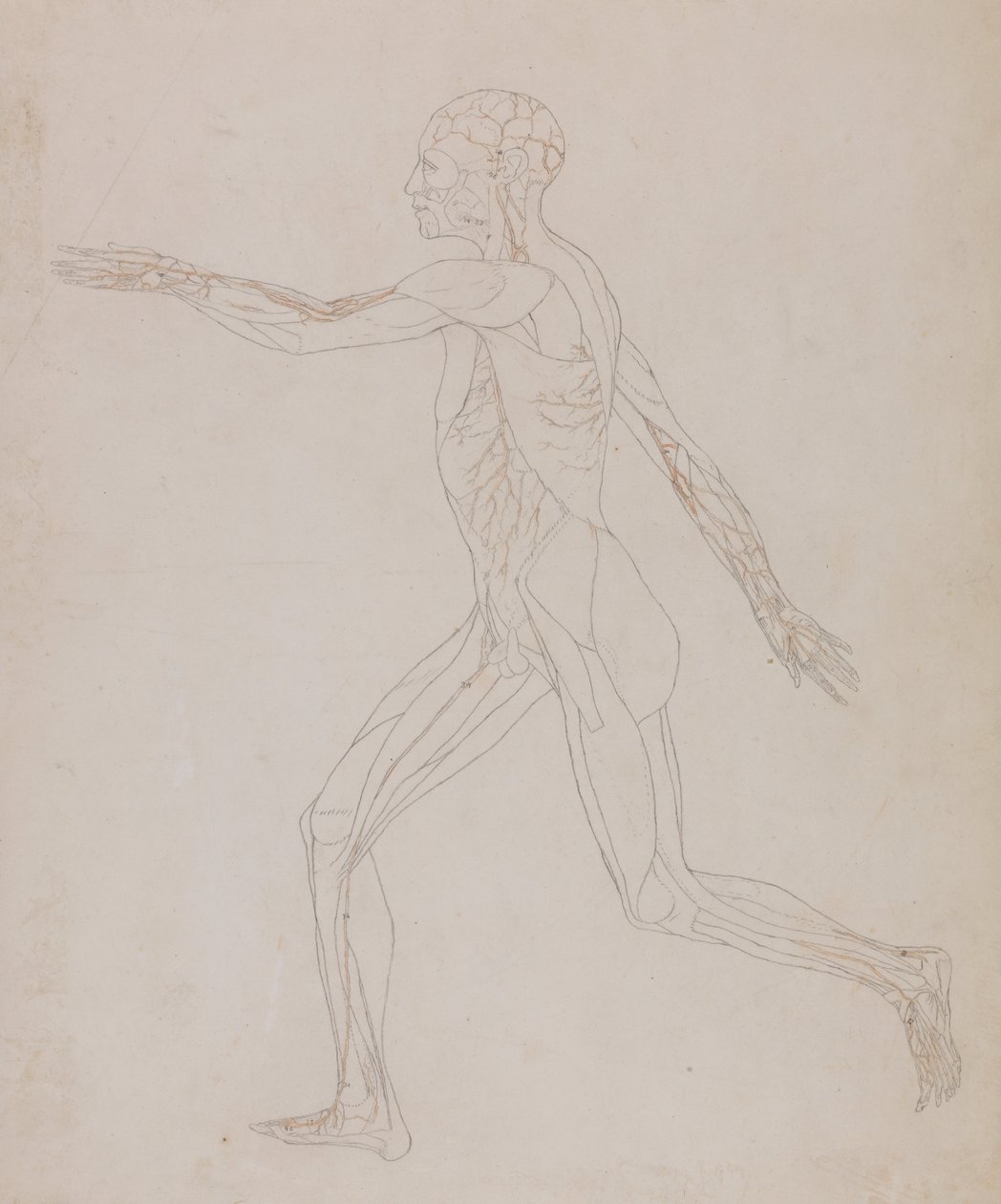 A Comparative Anatomical Exposition of the Structure of the Human Body with that of a Tiger and a Common Fowl: Human Figure, Lateral View (Related to Table XIII, detailed study of the blood vessels supplying the muscles) by George Stubbs