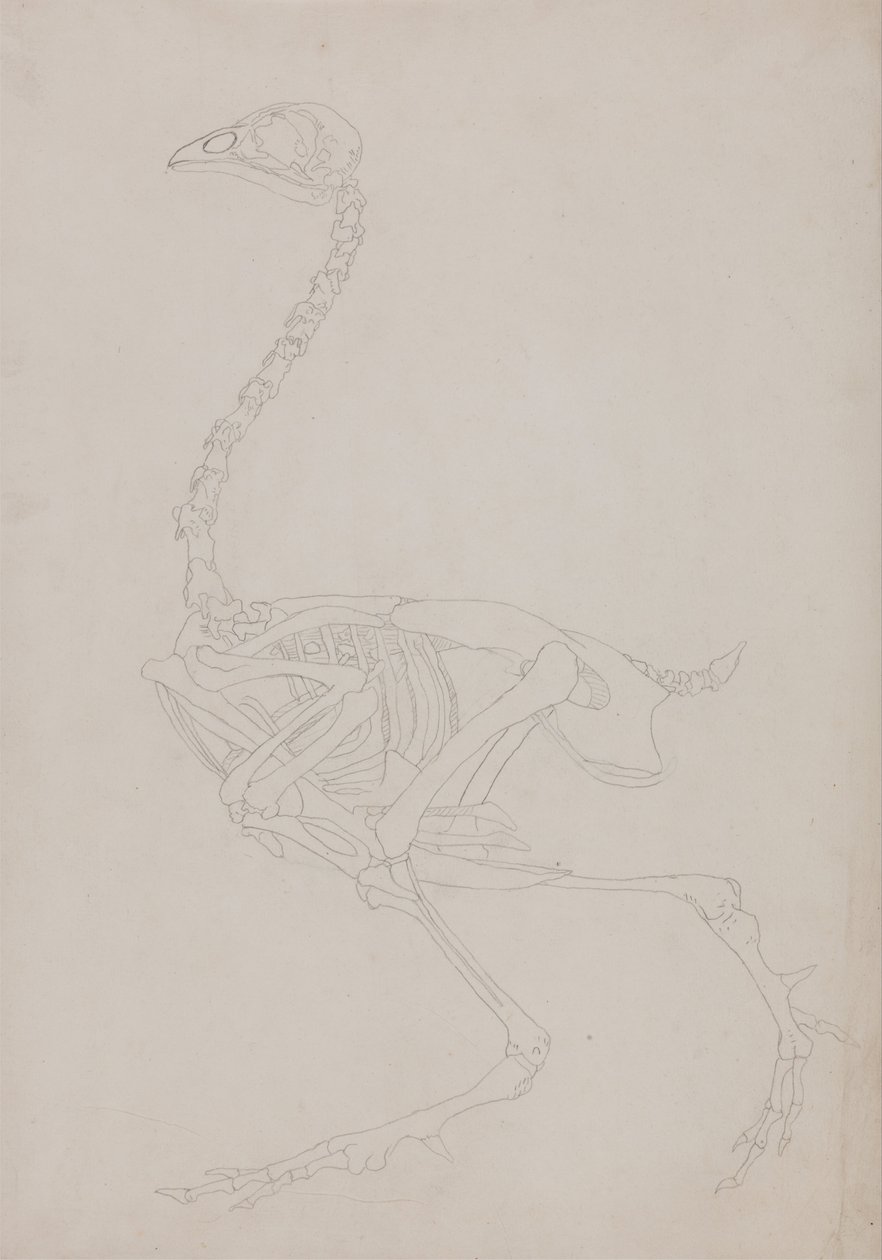 Comparative Anatomical Exposition of the Structure of the Human Body with that of a Tiger and a Common Fowl: Fowl Skeleton, Lateral View by George Stubbs
