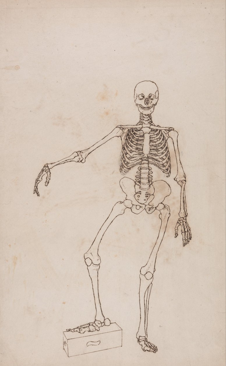 A Comparative Anatomical Exposition of the Structure of the Human Body with that of a Tiger and a Common Fowl: Human Skeleton, Anterior View by George Stubbs