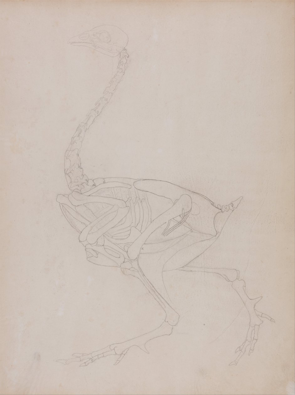 A Comparative Anatomical Exposition of the Structure of the Human Body with that of a Tiger and a Common Fowl: Fowl Body, Lateral View by George Stubbs