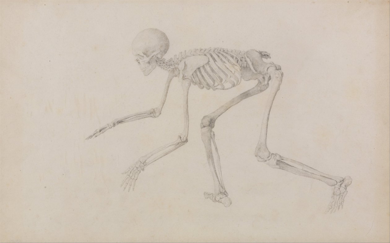 Human Skeleton, Lateral View (in Crawling Posture; finished study for an unpublished table) by George Stubbs