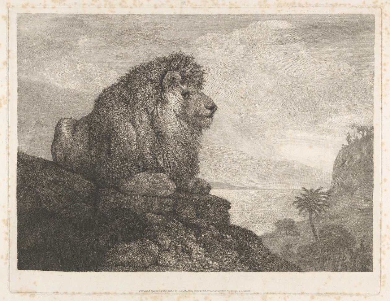 A Lion (A Lion Resting on a Rock) by George Stubbs