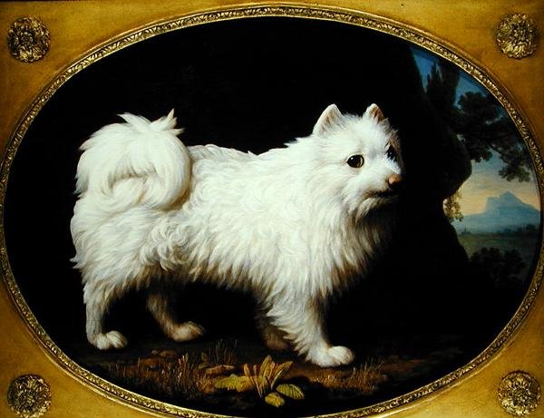 A White Spitz, c.1770 by George Stubbs