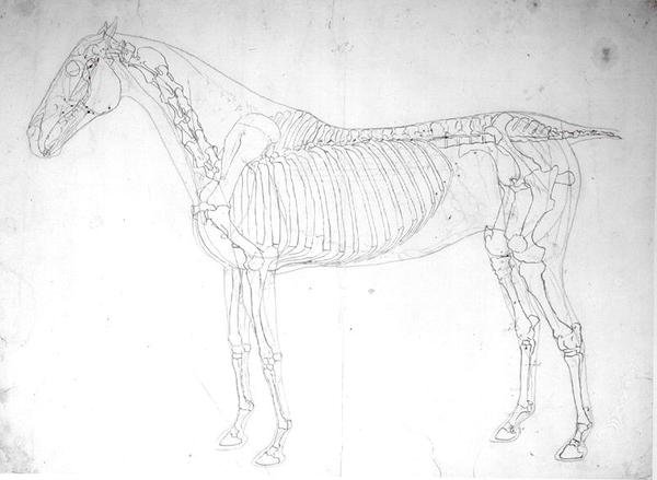Anatomical study of a horse by George Stubbs