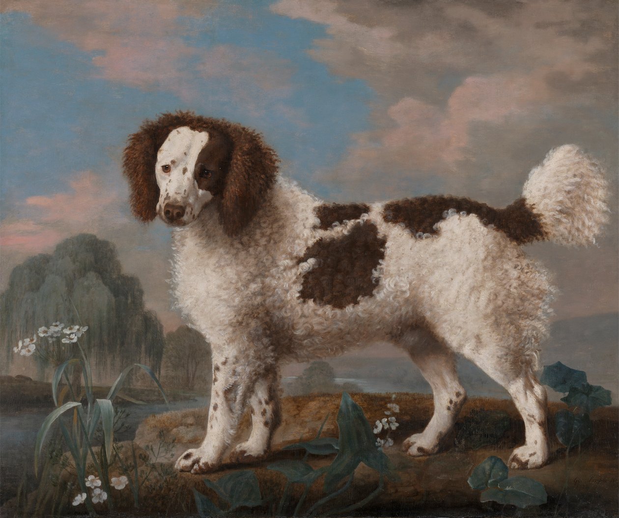 Brown and White Norfolk or Water Spaniel by George Stubbs