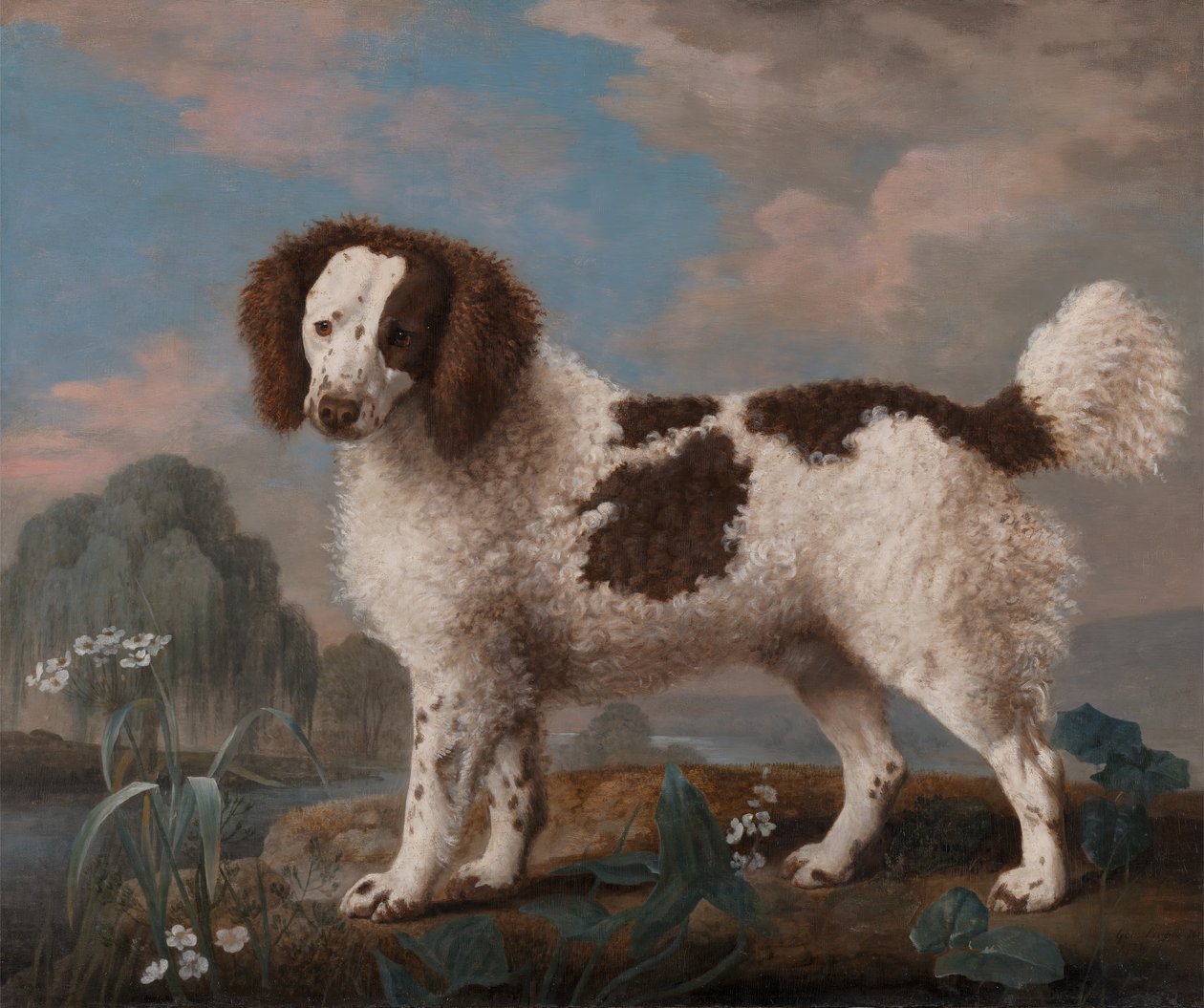 Brown and White Norfolk or Water Spaniel, 1778 by George Stubbs