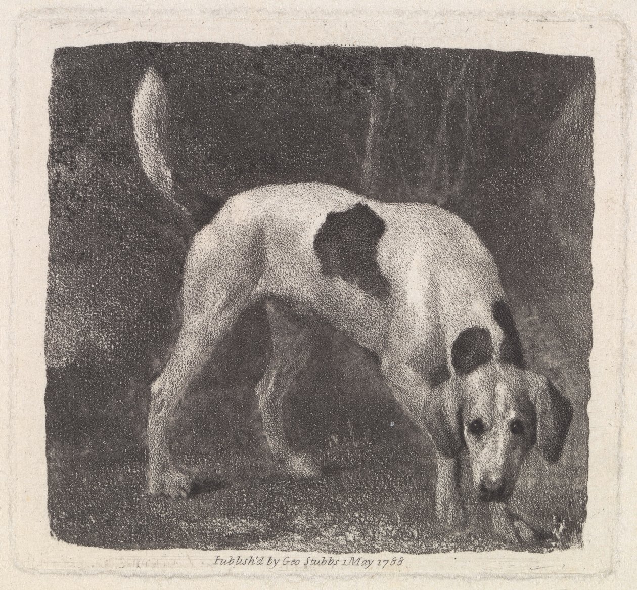 Dog (A Foxhound on the Scent), Engraved by the Artist, pub. 1788 by George Stubbs