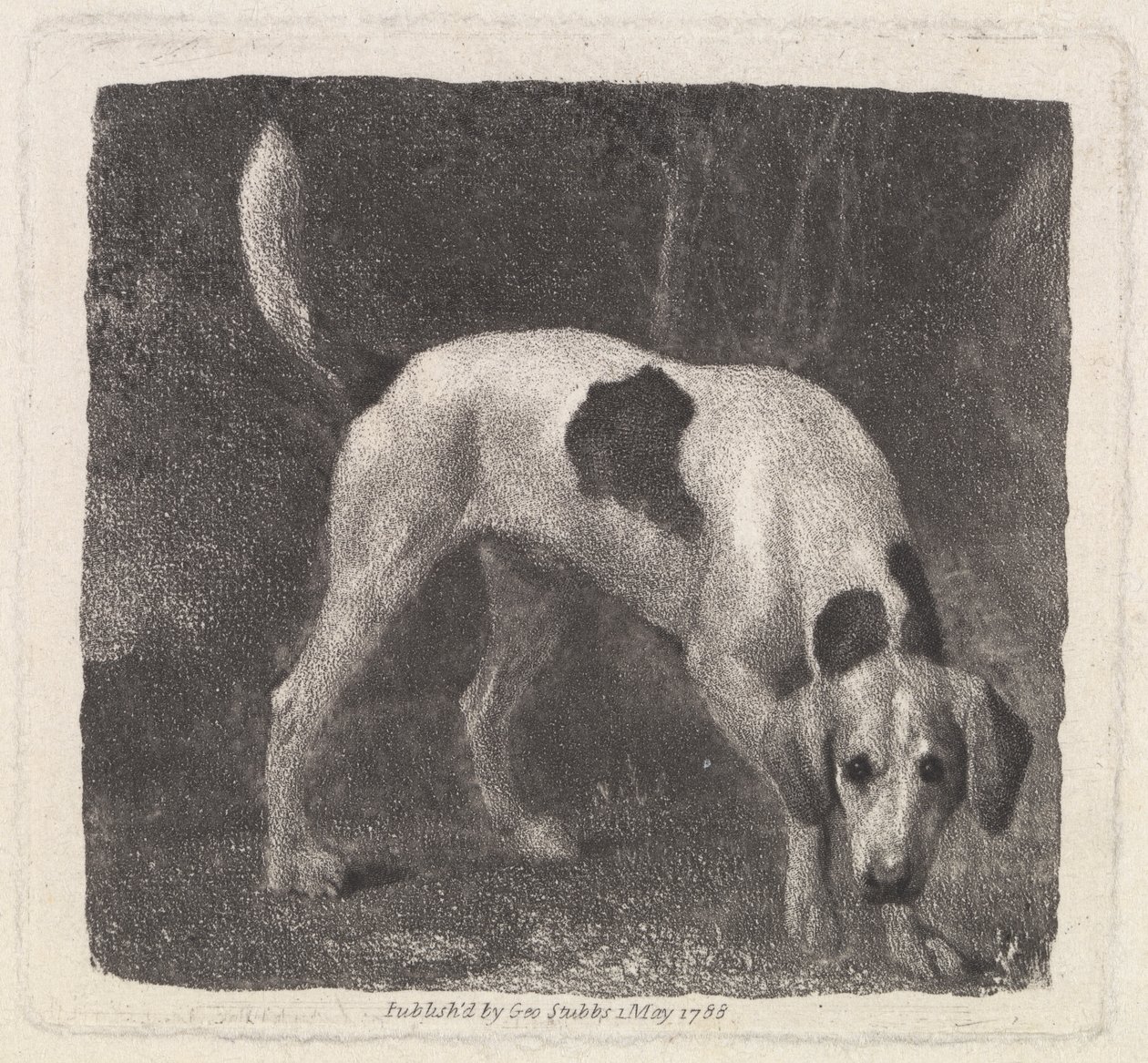 A Foxhound on the Scent by George Stubbs