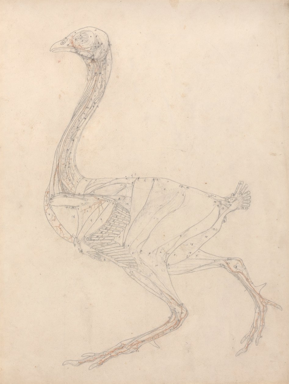 Fowl Body, Lateral View (Study for the Key Figure to Table XV) by George Stubbs