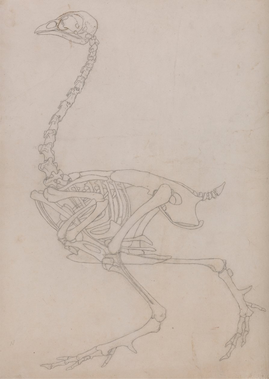 Fowl Skeleton, Lateral View by George Stubbs: Fine art print