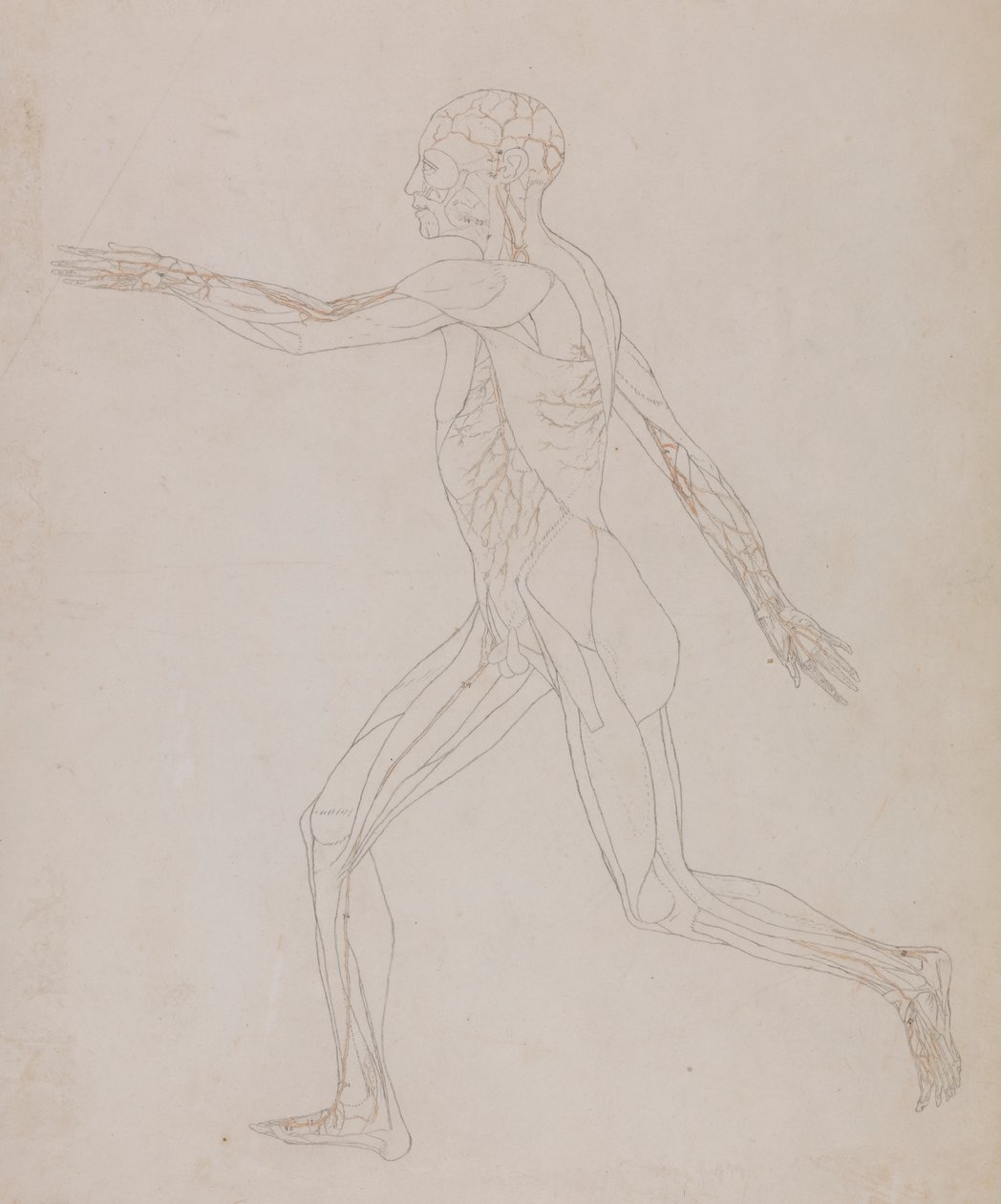 Human Figure, Lateral View by George Stubbs