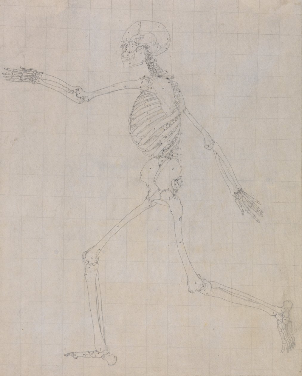 Human Skeleton, Lateral View (Outline of the skeleton for the key figure to Table III) by George Stubbs
