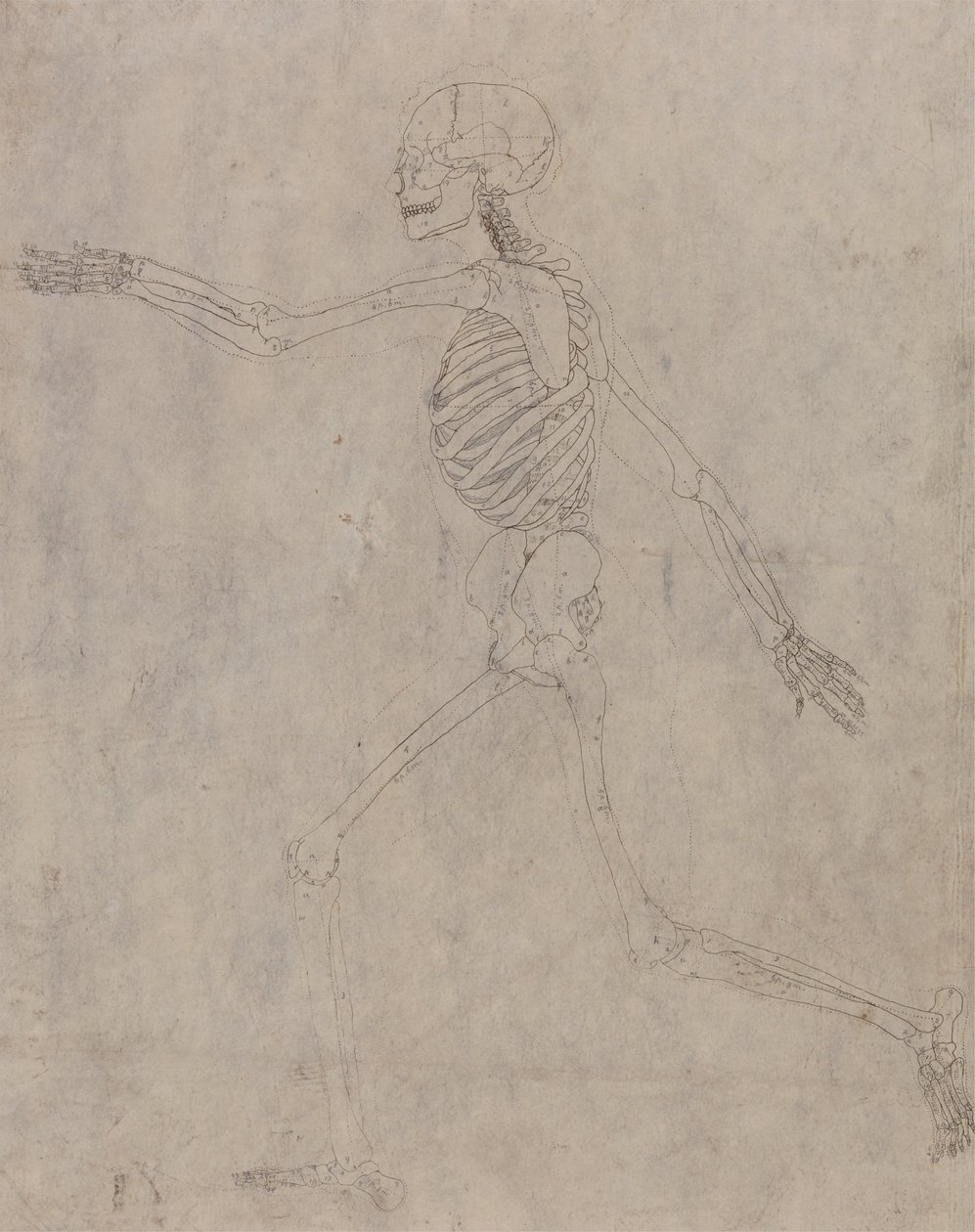Human Skeleton, Lateral View by George Stubbs