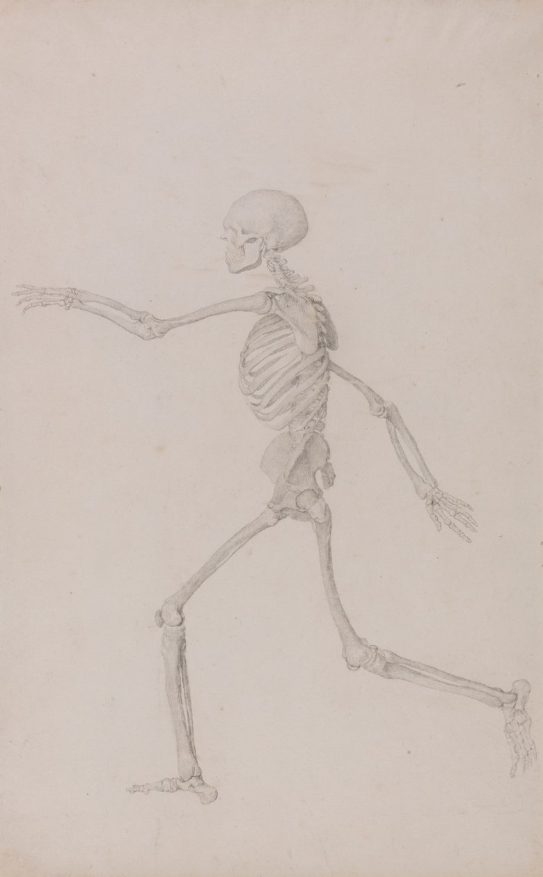 Human Skeleton, Lateral View Seen from the Left, Running by George Stubbs