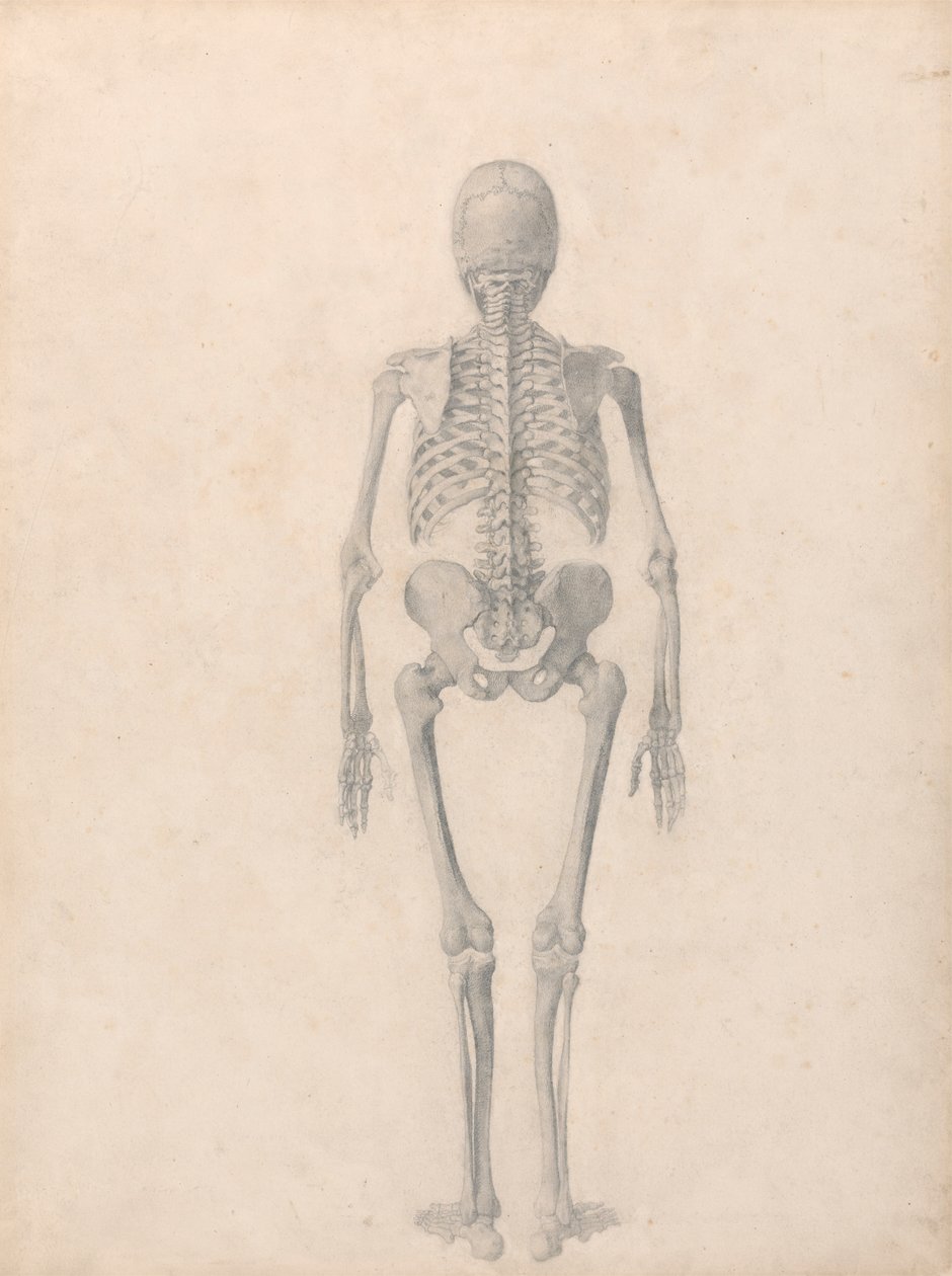 Human Skeleton, Posterior View (Finished Study for Table II) by George Stubbs