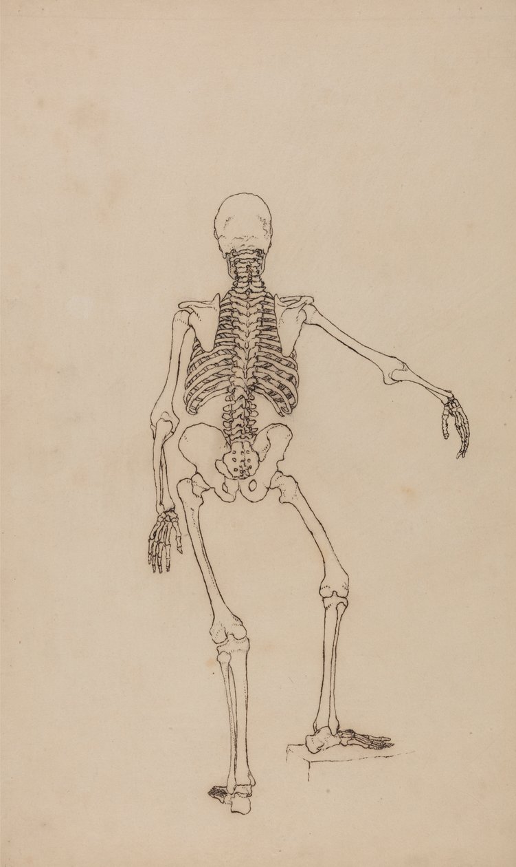 Human Skeleton, Posterior View by George Stubbs