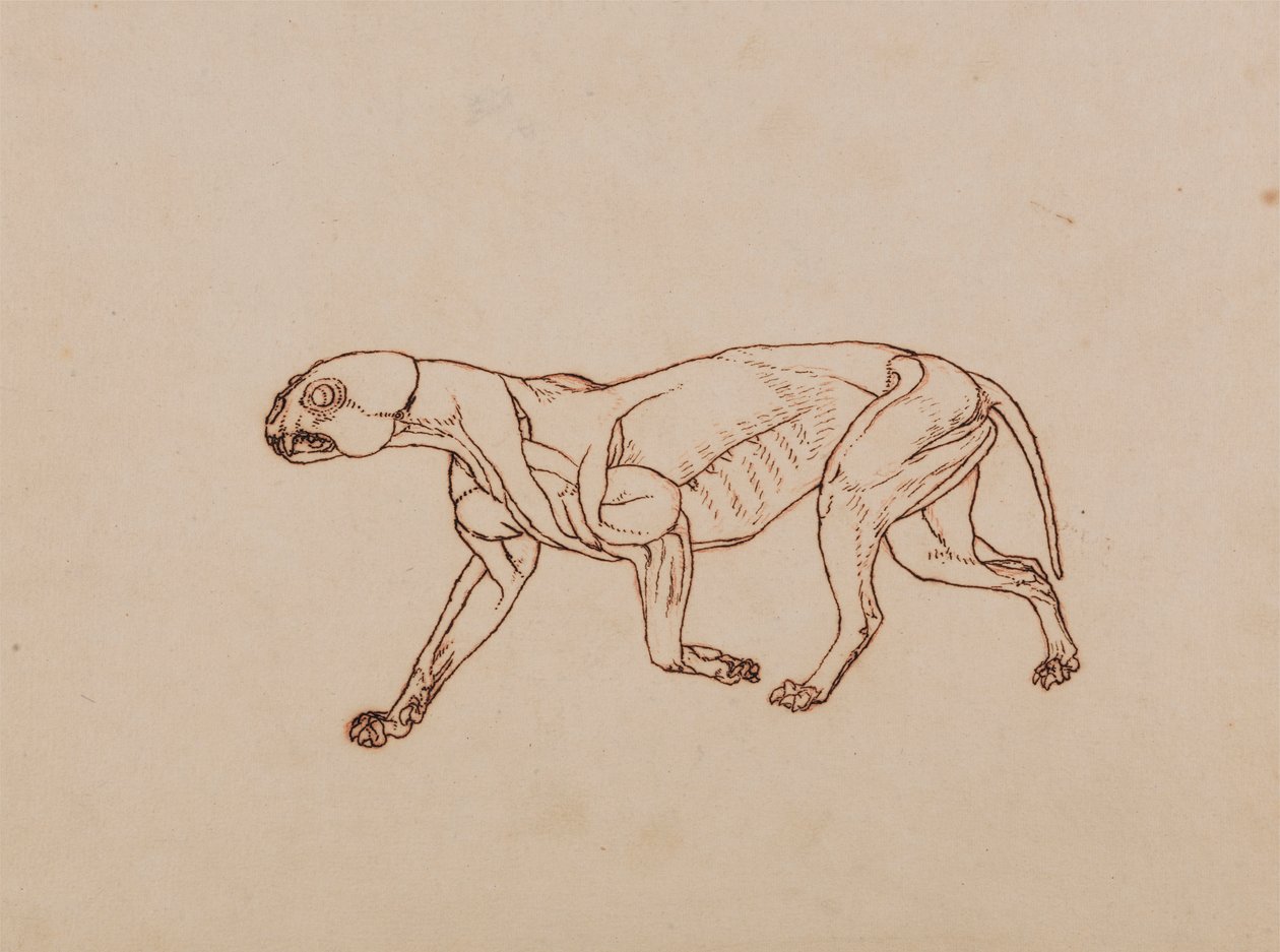 Leopard Body, Lateral View by George Stubbs