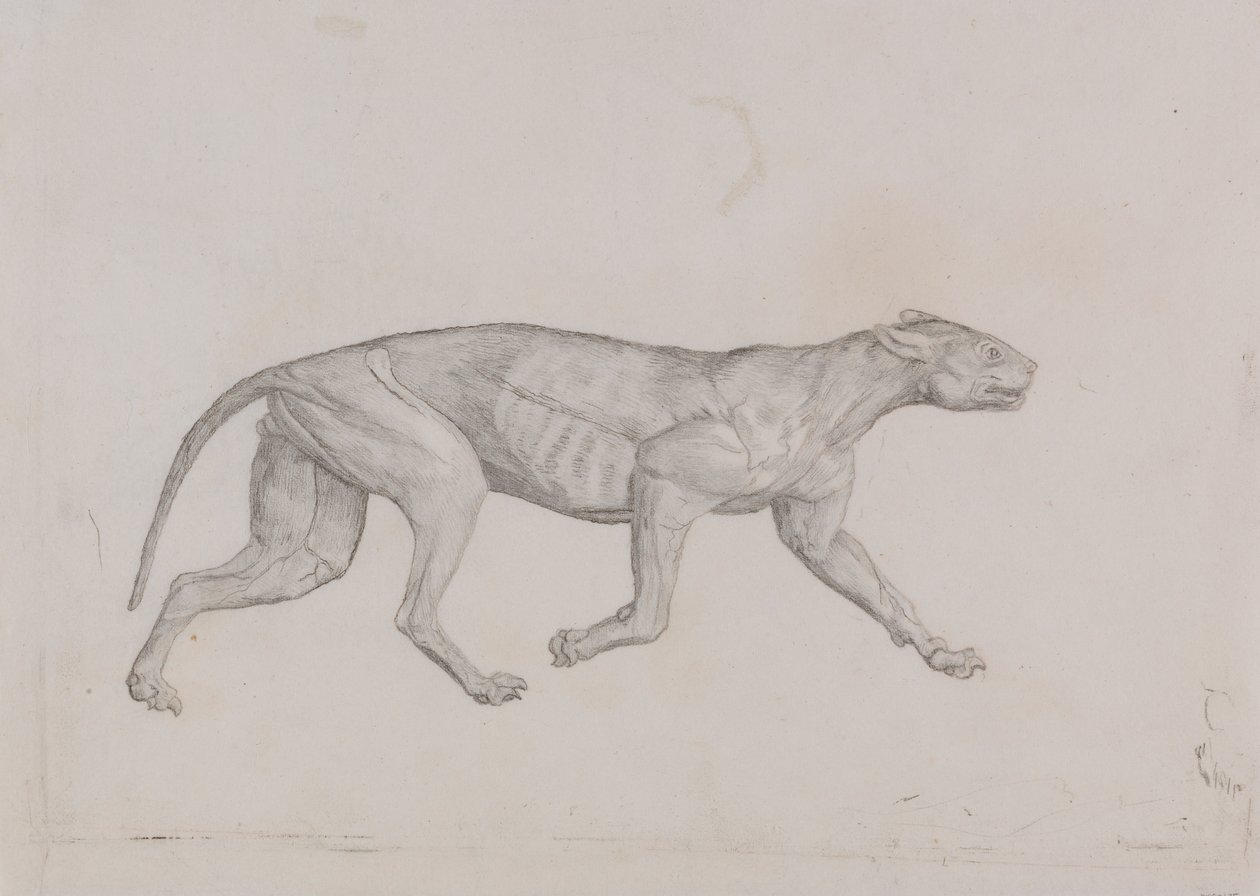 Leopard Body, Lateral View by George Stubbs