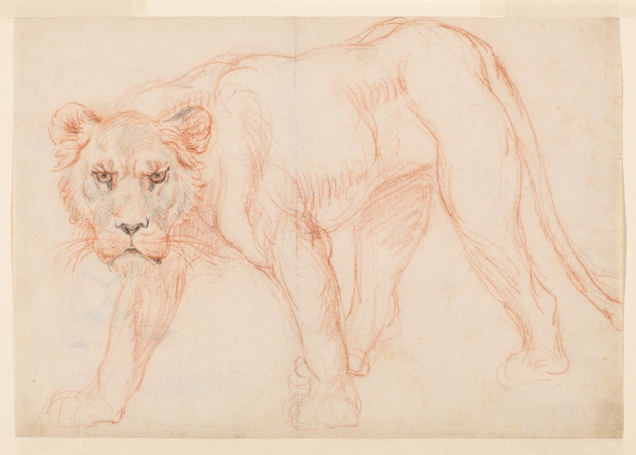 Lioness Prowling, Recto, 18th or 19th Century by George Stubbs