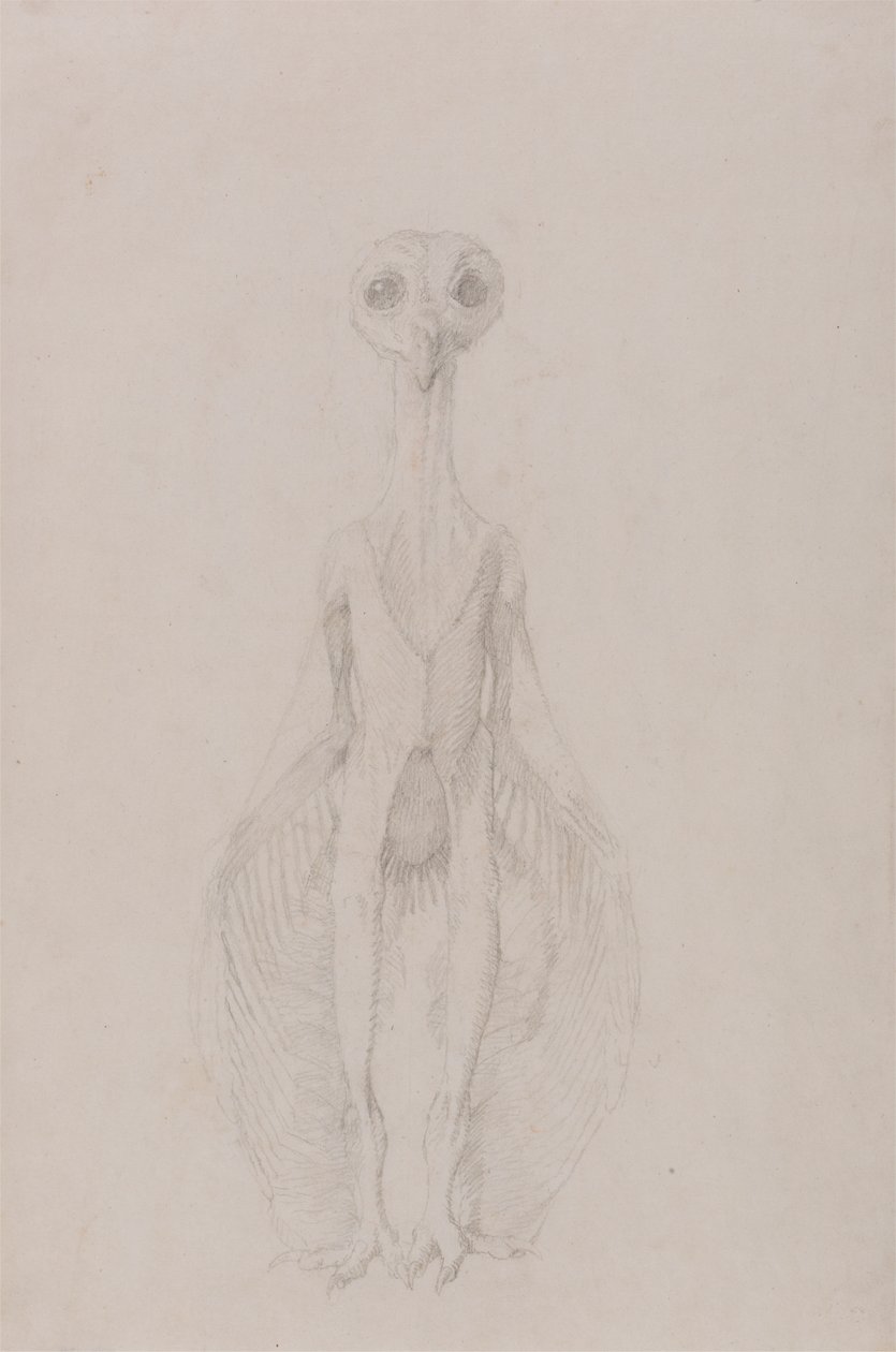 Owl Standing, Anterior View by George Stubbs