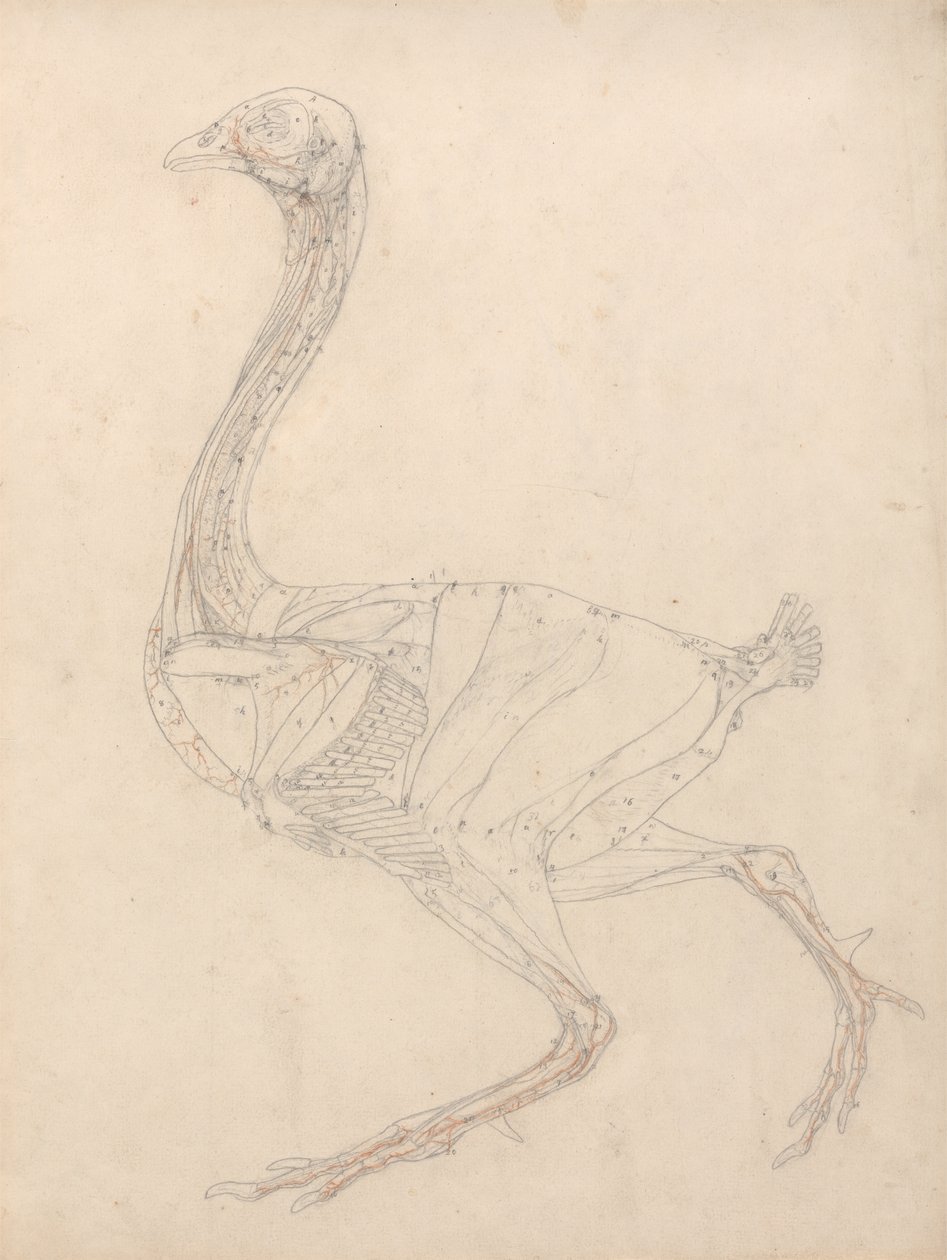 Study of a Fowl, Lateral View, Diagram for Key to Table XV, from A Comparative Anatomical Exposition of the Structure of the Human Body with that of a Tiger and a Common Fowl by George Stubbs