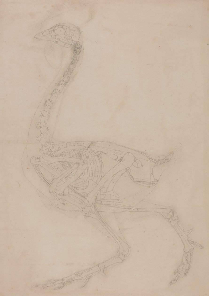 Study of a Fowl, Lateral View, from A Comparative Anatomical Exposition ...