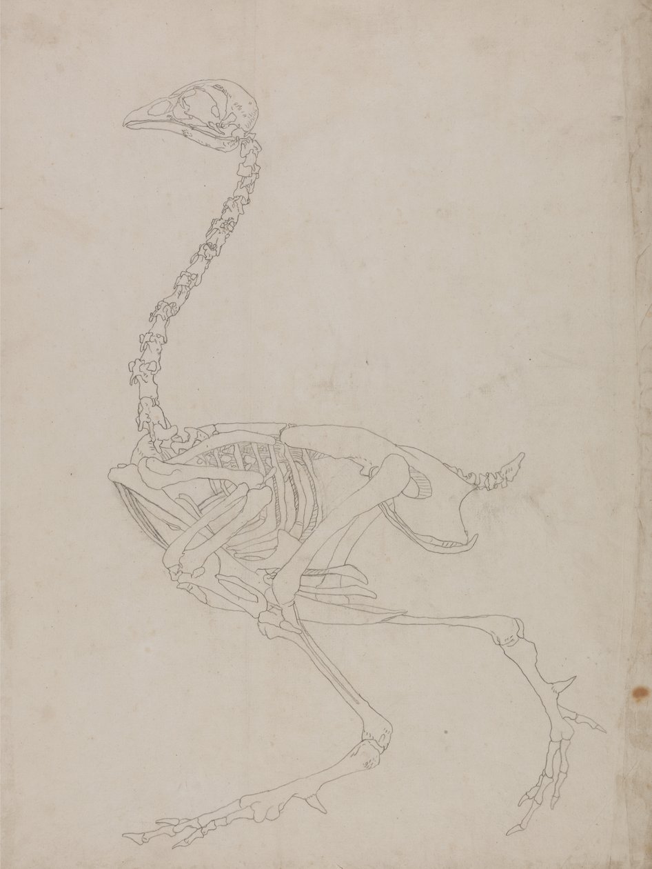 Study of a Fowl, Lateral View, from A Comparative Anatomical Exposition ...