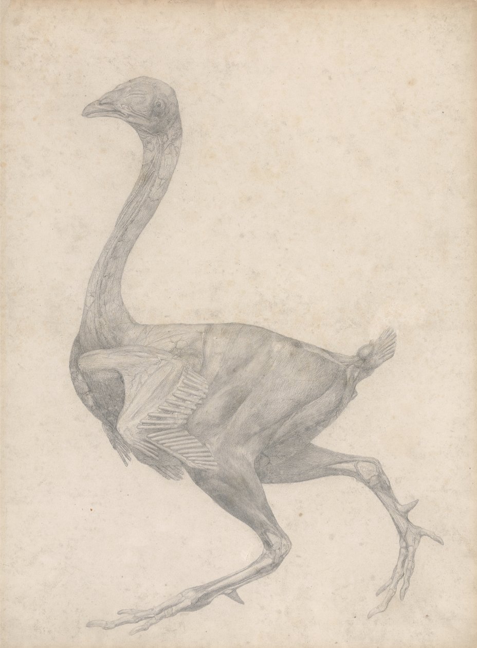Study of a Fowl, Lateral View, with skin and underlying fascial layers ...