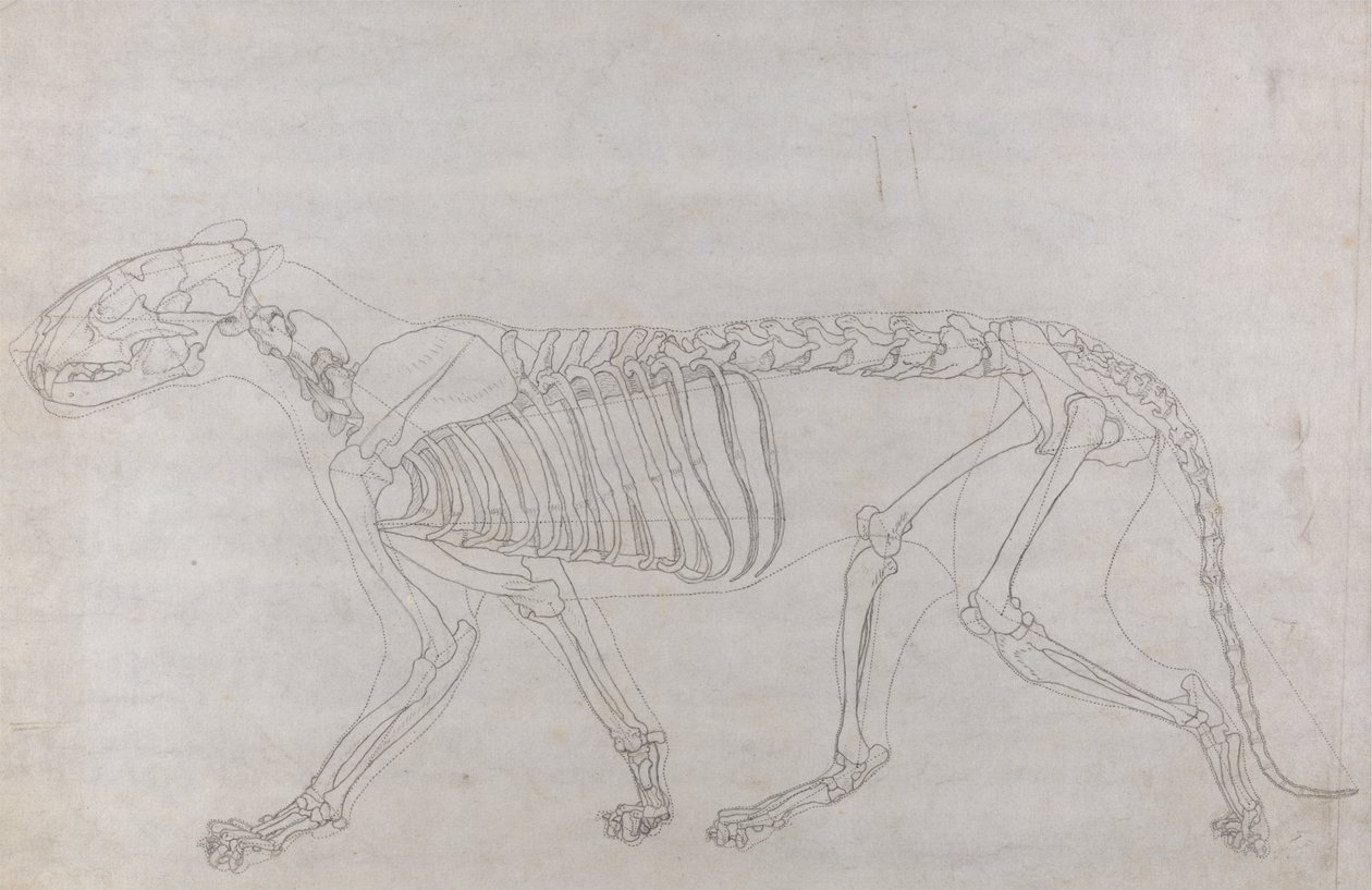 Study of a Tiger, Lateral View, from A Comparative Anatomical Exposition of the Structure of the Human Body with that of a Tiger and a Common Fowl by George Stubbs